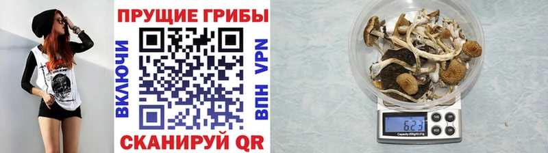 Псилоцибиновые грибы Psilocybine cubensis  Далматово 